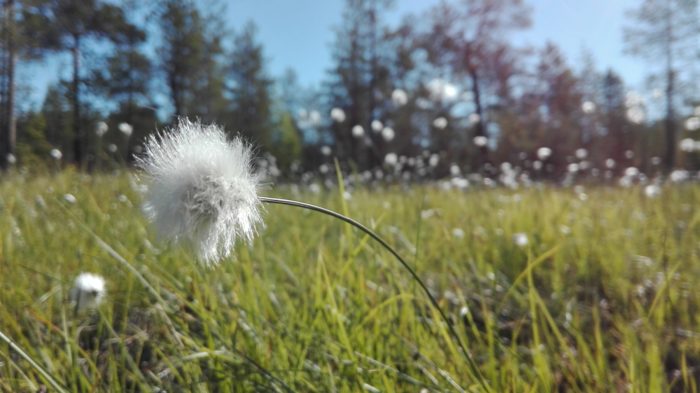 Des fleurs blanches de forme circulaire et à l’aspect duveteux se dressent dans un champ au milieu d’une végétation herbeuse.