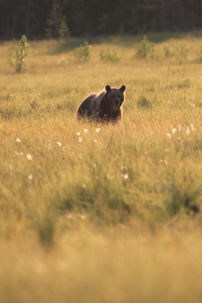 A bear walks across a field.