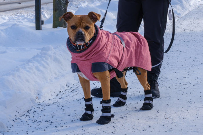 A dog dressed in cloth boots and a pink jacket stands on a snowy sidewalk.