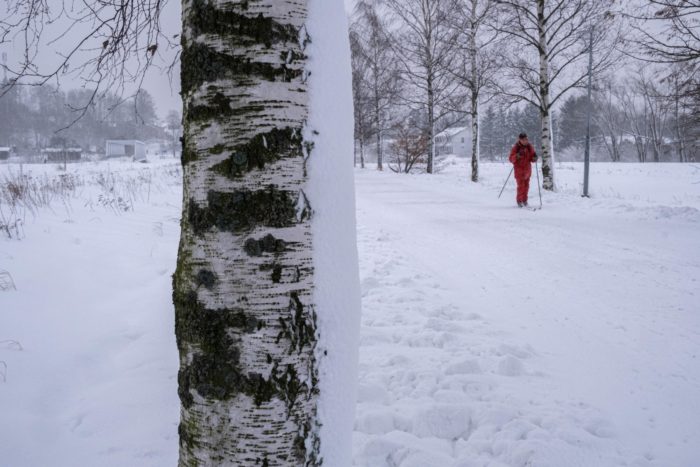 Une personne chaussée de skis de fond traverse un parc entre deux rangées d’arbres.