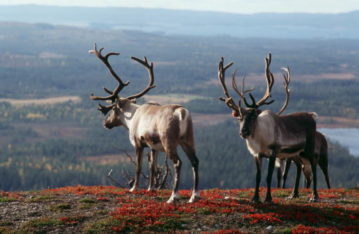 Several reindeer stand on top of a mountain in northern Finland.