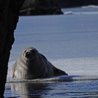 Una foca descansa sobre una placa de hielo en un lago.