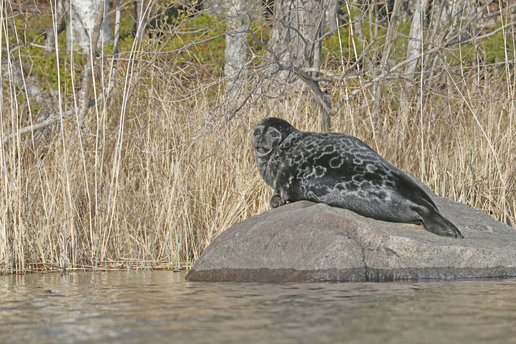 A seal lies on a large rock near the shore of a lake.