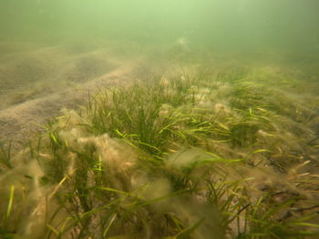 Unas plantas marinas de color verde se mecen con la corriente del fondo.