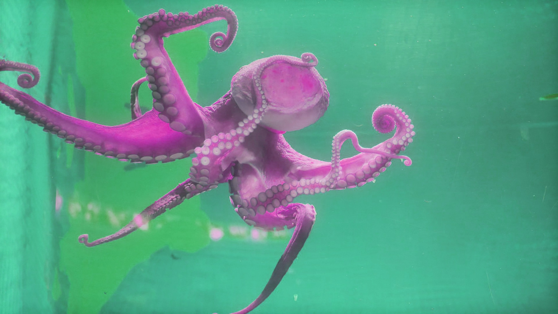 A purple octopus swims past a green background.