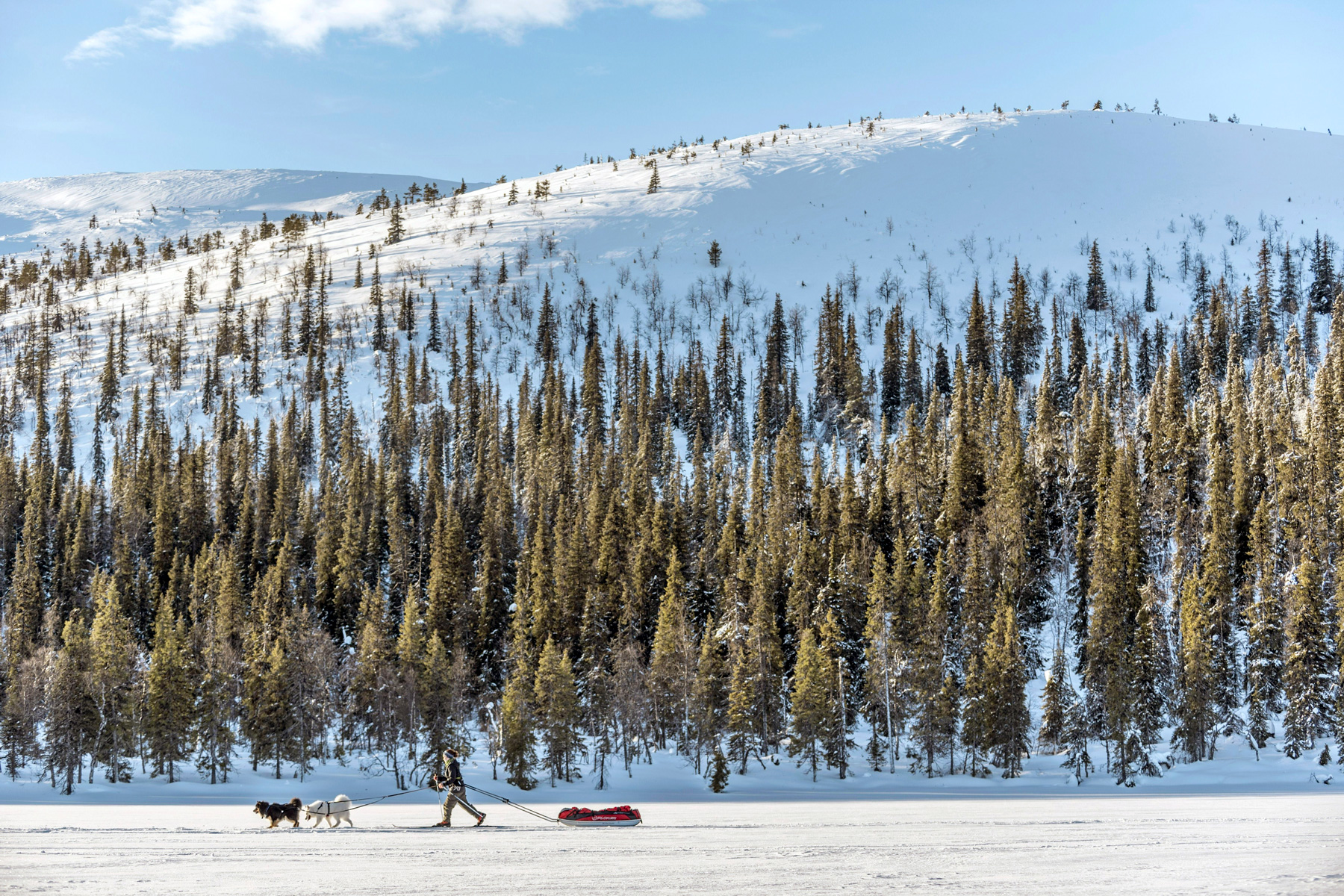 Deux chiens et une personne chaussée de skis tirent un traîneau à travers un paysage de forêt enneigée.