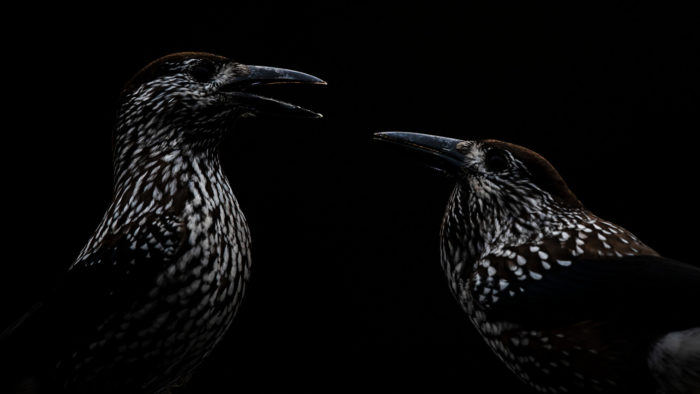 Dois pássaros pretos se enfrentam na frente de um fundo preto.