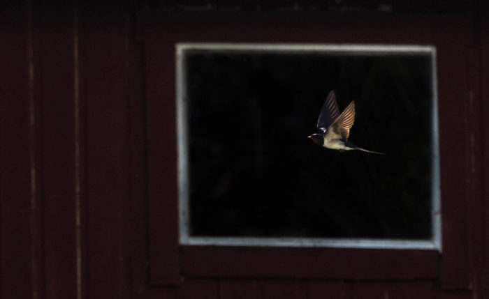 一只鸟飞过一座黑色谷仓的窗户，窗框看似一幅画的画框。