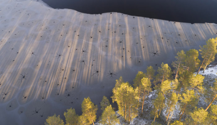 Au bord d’une berge pétrifiée par l’hiver, des motifs semblant évoquer des formes d’araignées se distinguent sur la couche de glace qui recouvre encore partiellement le lac.