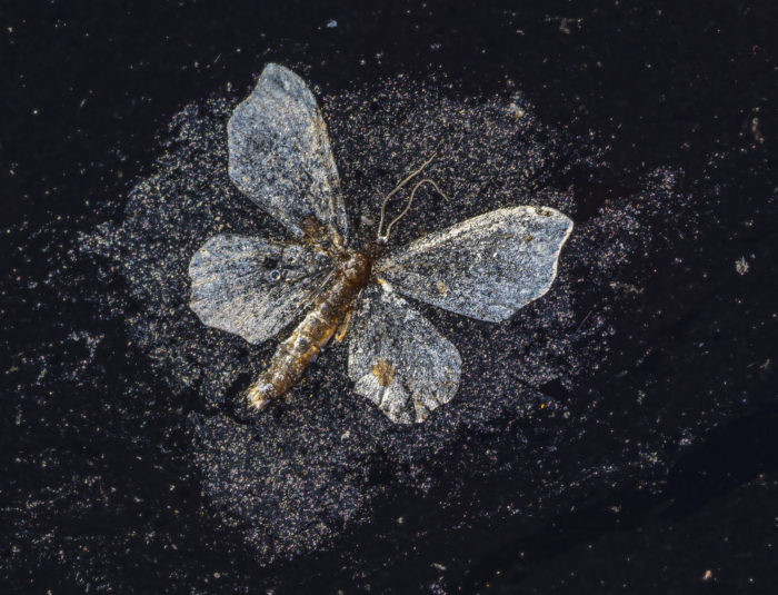 Uma borboleta morta azul-clara encontra-se plana em uma superfície escura.