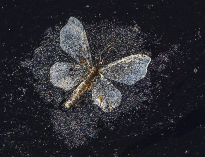 Un papillon mort bleu clair repose ailes déployées sur une surface sombre.