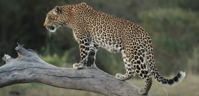 A leopard stands on a fallen tree trunk.