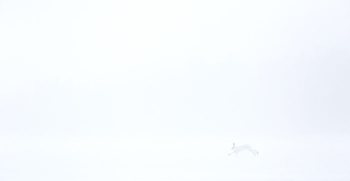 A white hare is well camouflaged against a completely white winter landscape.