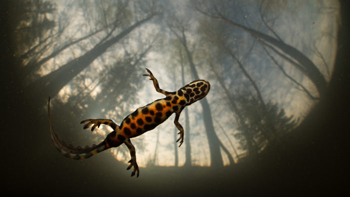 A salamander floats in water, seen from below so that the trees, sky and clouds are visible behind it.