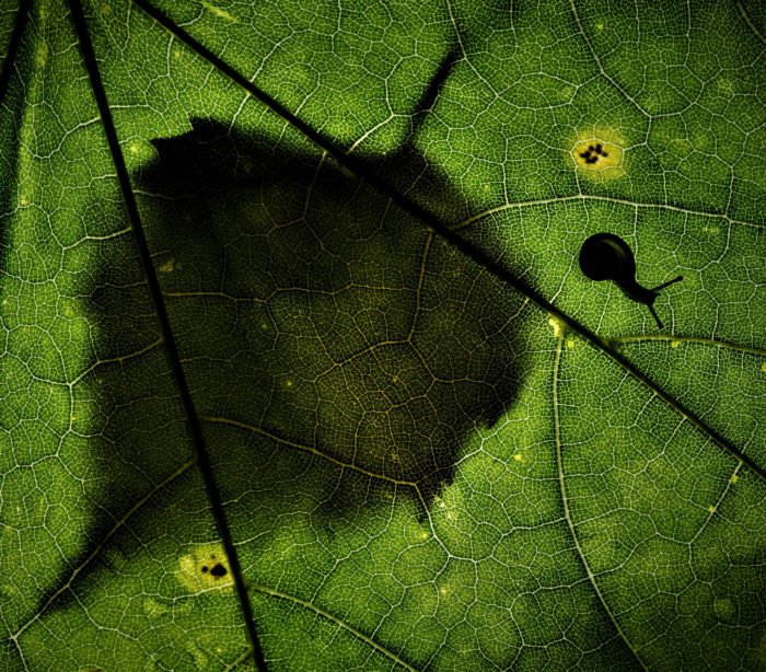 On distingue la silhouette d’un escargot et d’une seconde feuille d’arbre à travers une fine feuille verte.