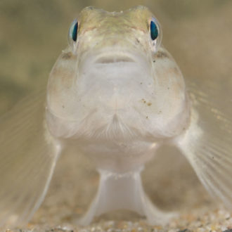 A small, round fish faces straight into the camera.