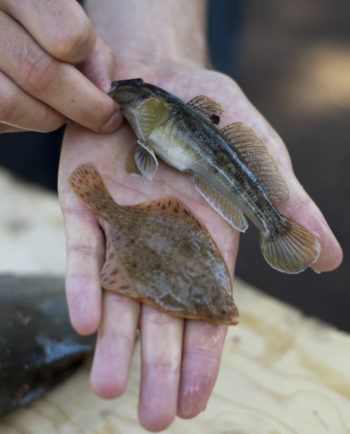 Deux petits poissons sont posés à plat dans la paume d’une main, l’un de ces poissons étant un flet.
