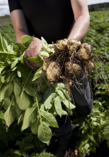 A person holds a whole potato plant, including the leaves and the potatoes.