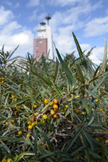 In the foreground is a shrub with orange berries, in the background is a tower.