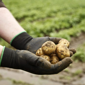 Руки в перчатках держат горсть клубней свежевыкопанного картофеля.