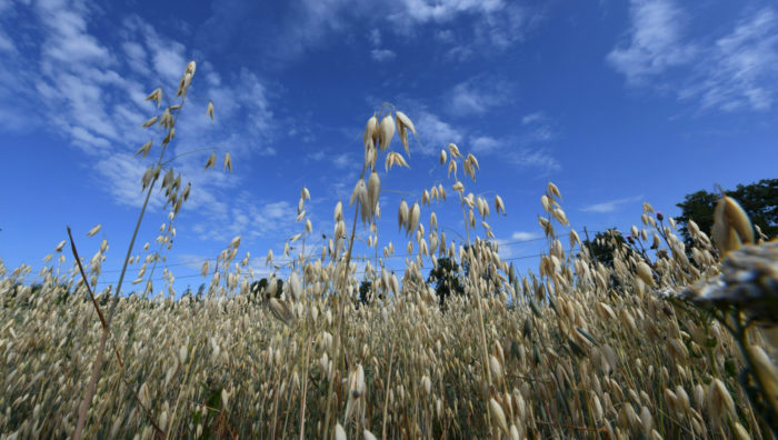 A field of oats.