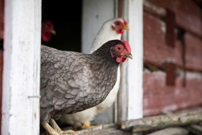 Two chickens sit in the doorway of a henhouse.