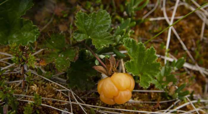 Una baya naranja entre otras pequeñas plantas de un pantano.