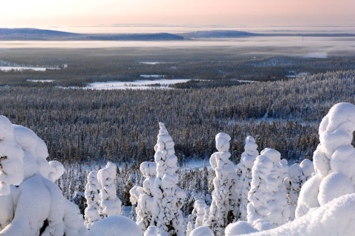 Árvores cobertas de neve estão em uma paisagem de floresta nevada.