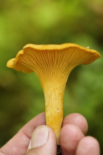 Fingers are holding a single chanterelle mushroom.