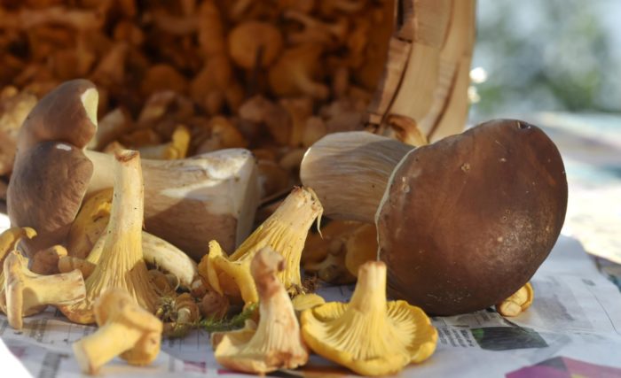 Various mushrooms are on a table in front of a basket.