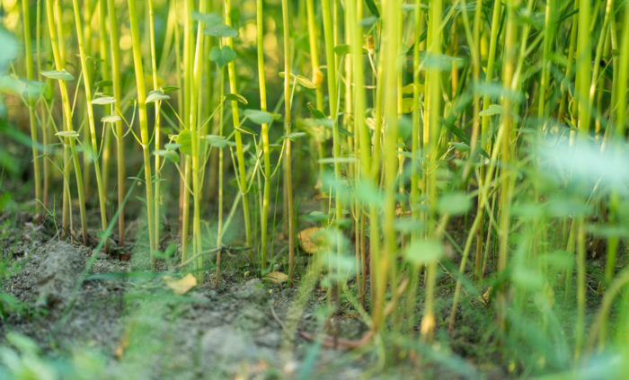 Thin green stalks are sprouting out of the ground.