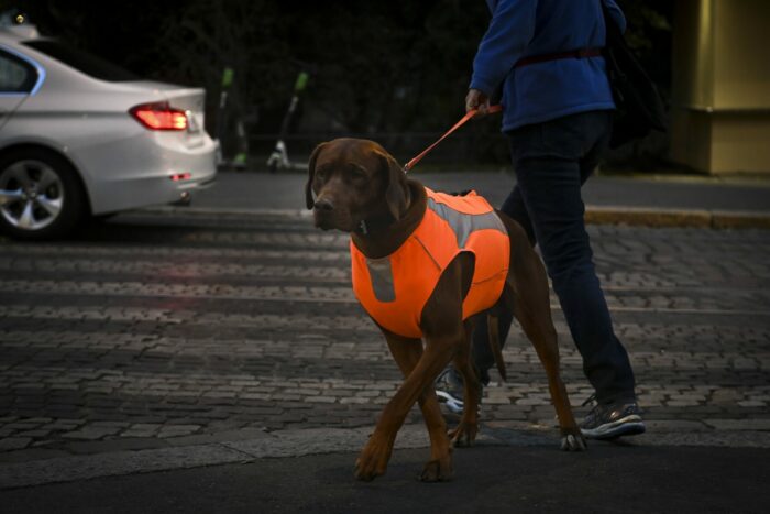 Собаку, одетую в жилет со светоотражающими полосками, переводят на поводке через дорогу.
