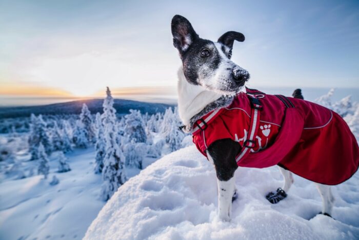 Собака в красном жилете на снежном холме.