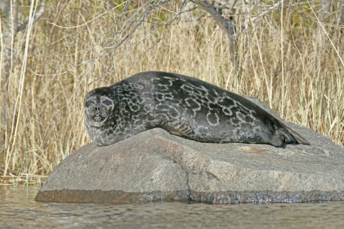 A seal is looking at the camera while resting on a large rock sticking up out of a lake.