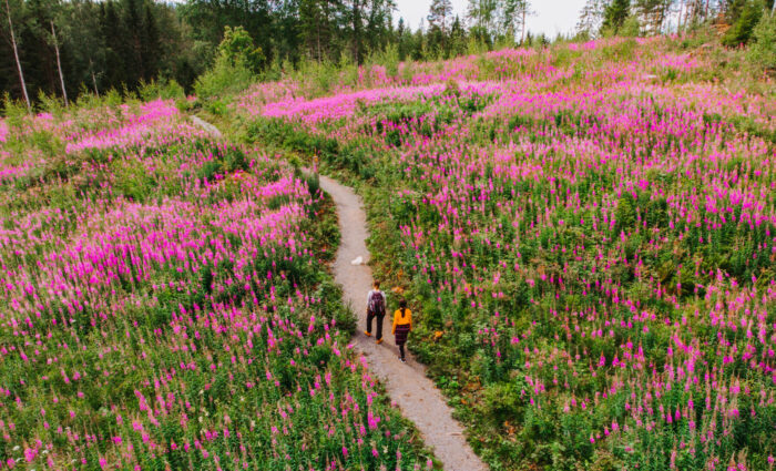 Two people walk along a path through a meadow filled with pink flowers.