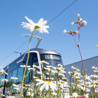 一辆有轨电车在蓝天下沿着轨道行驶，前景中可见白色的花朵。