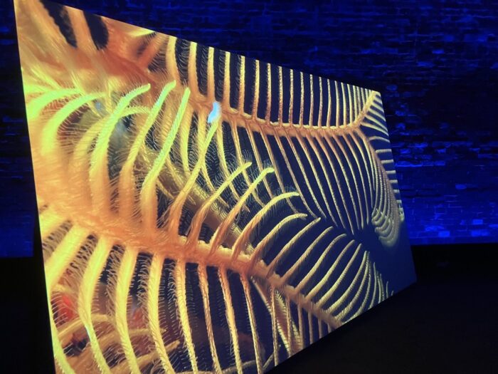 In a room with dark blue walls, an enormous screen shows underwater creatures or plants that are yellow and orange.