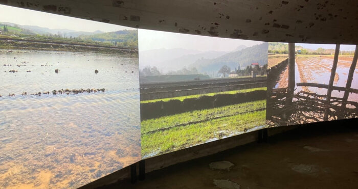 Drei Bildschirme zeigen unterschiedliche Ansichten eines Reisanbaugebietes.