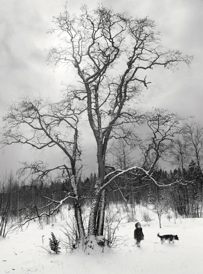 Uma criança e um cachorro caminham na neve sob uma árvore cujos galhos estão cobertos de neve.