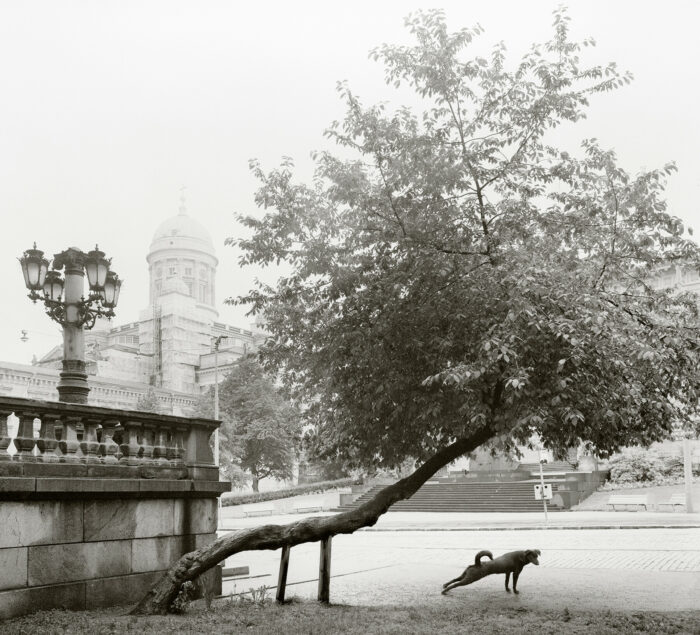 Um cachorro estica as pernas debaixo de uma árvore cujo tronco se estende lateralmente.