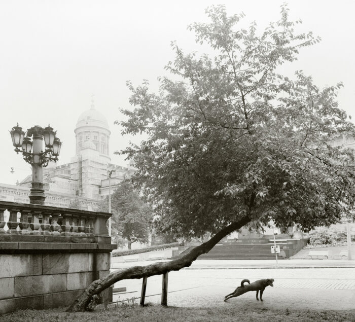 A dog is stretching its legs under a tree whose trunk stretches out sideways.