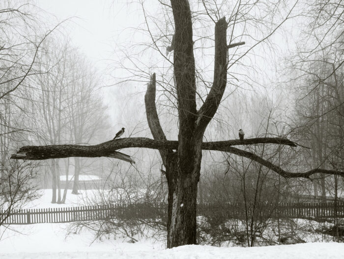 Deux oiseaux sont perchés sur une grosse branche coincée parallèlement au sol dans un arbre après être tombée d’un arbre voisin.