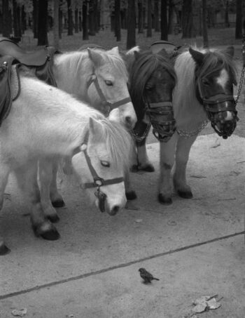 Auf einem Trottoir schaut ein Pony, das neben drei anderen in einer Reihe steht, auf ein vor ihm sitzendes Vögelchen herab.