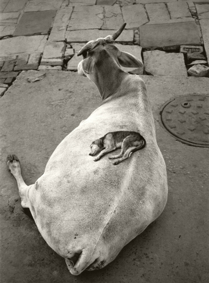 A small dog is sleeping on the back of a cow resting on the ground.