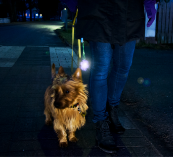 A person is walking a dog on a dark street, with a reflector hanging from the person’s jacket.
