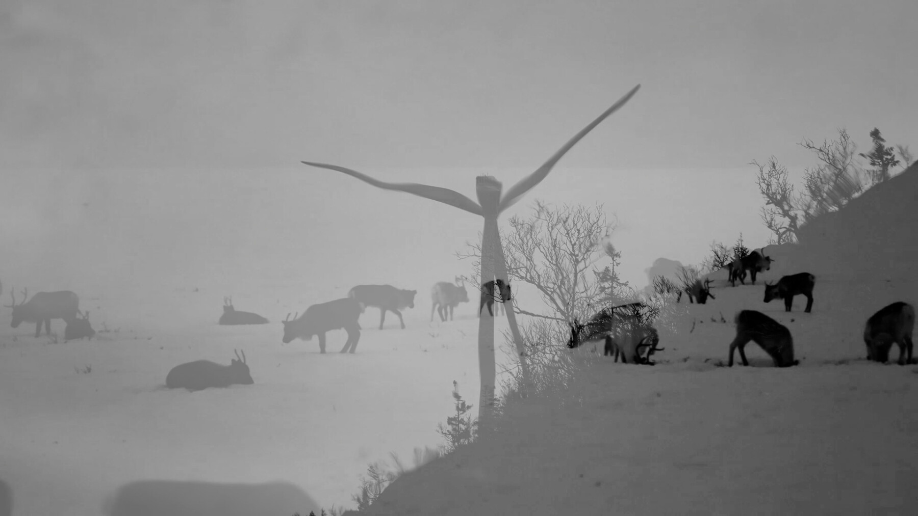 Duas imagens em preto e branco estão sobrepostas: uma mostra renas pastando e a outra mostra uma turbina eólica.