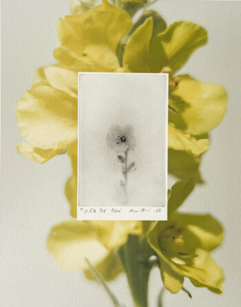 Uma pequena impressão em preto e branco mostrando uma flor está inserida em uma impressão colorida maior de um ramo de flores amarelas.