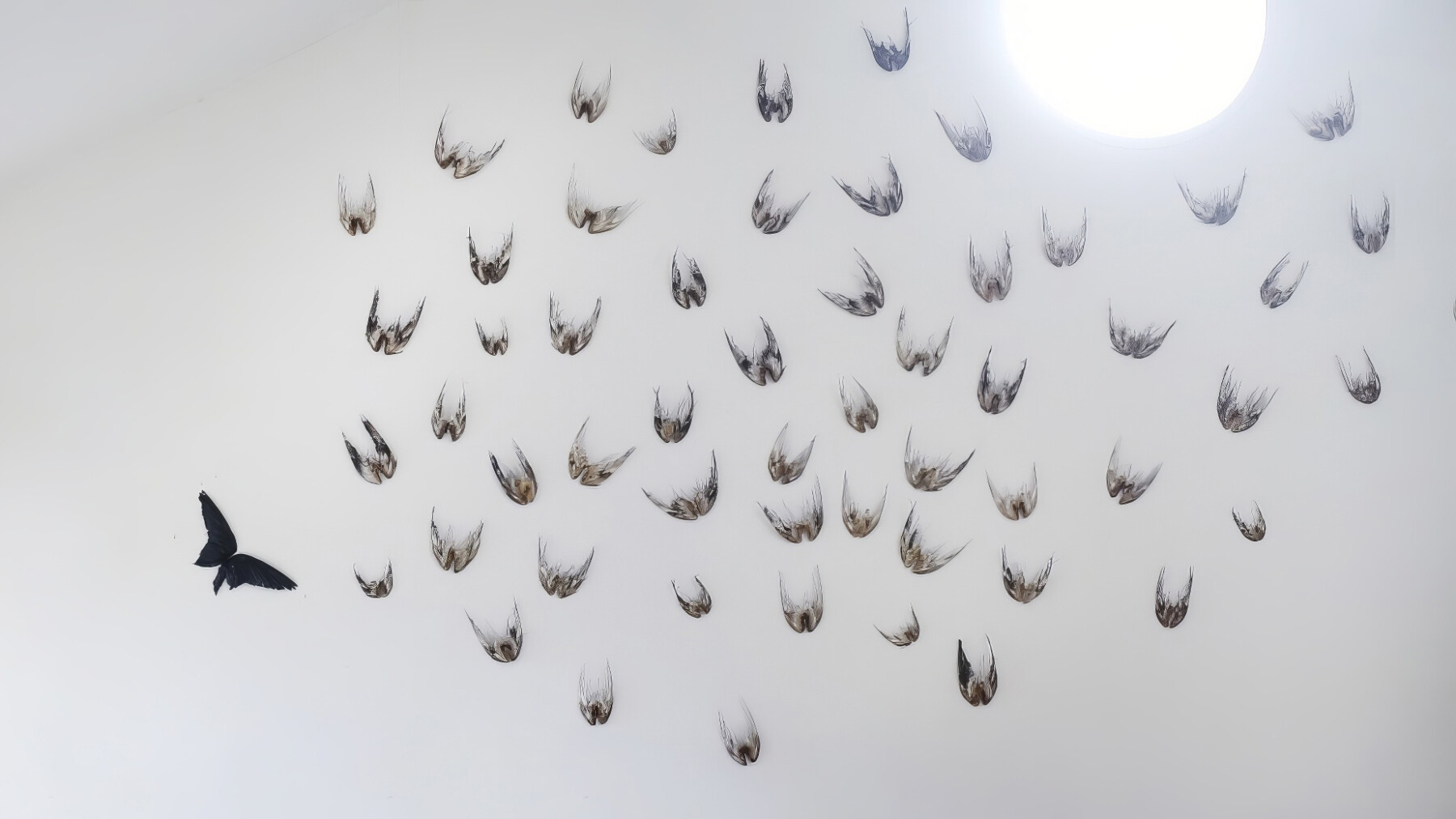 Dozens of pairs of bird wings are arranged on a white background.