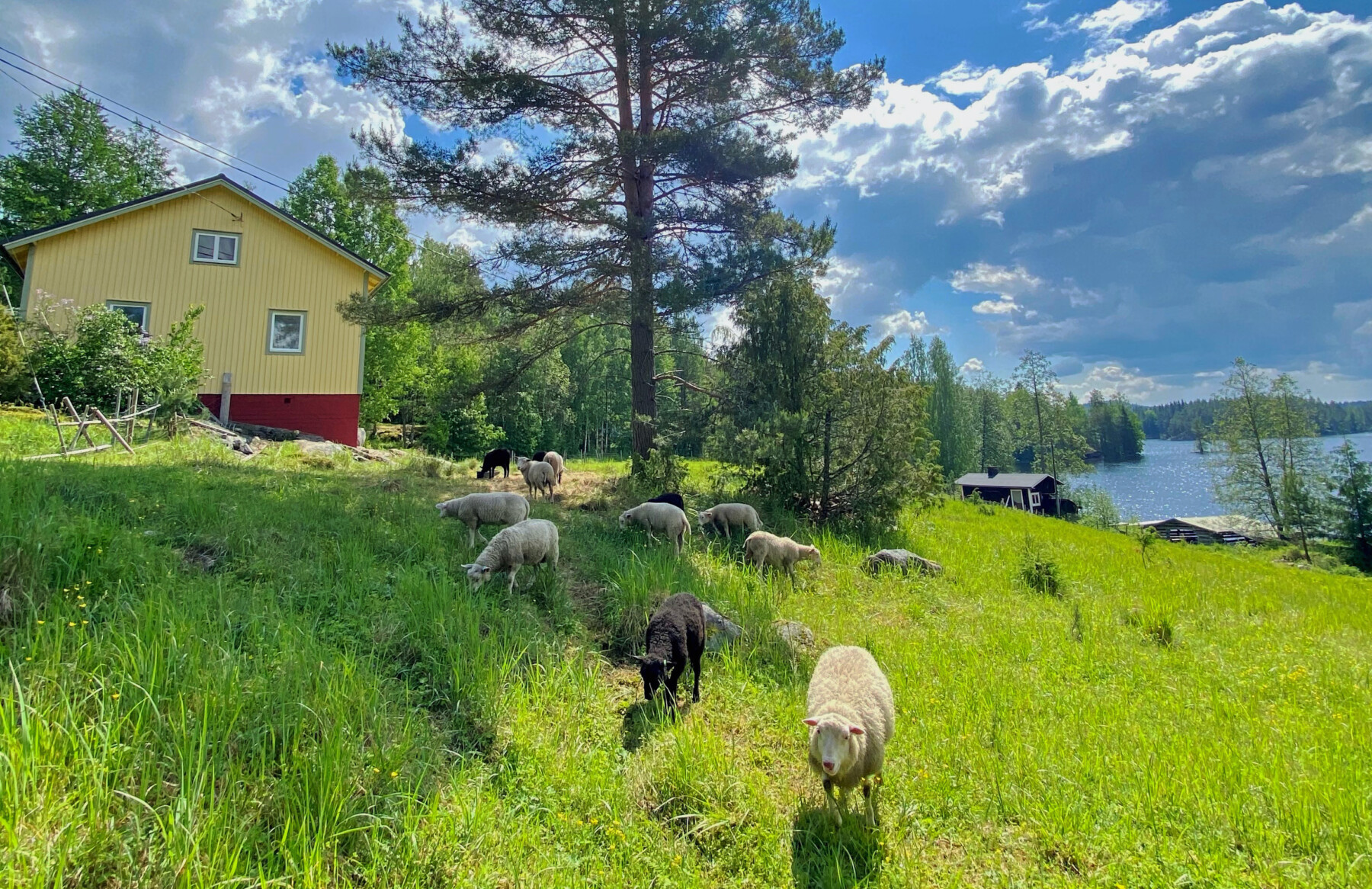 Several sheep are grazing in front of a lakeside house.