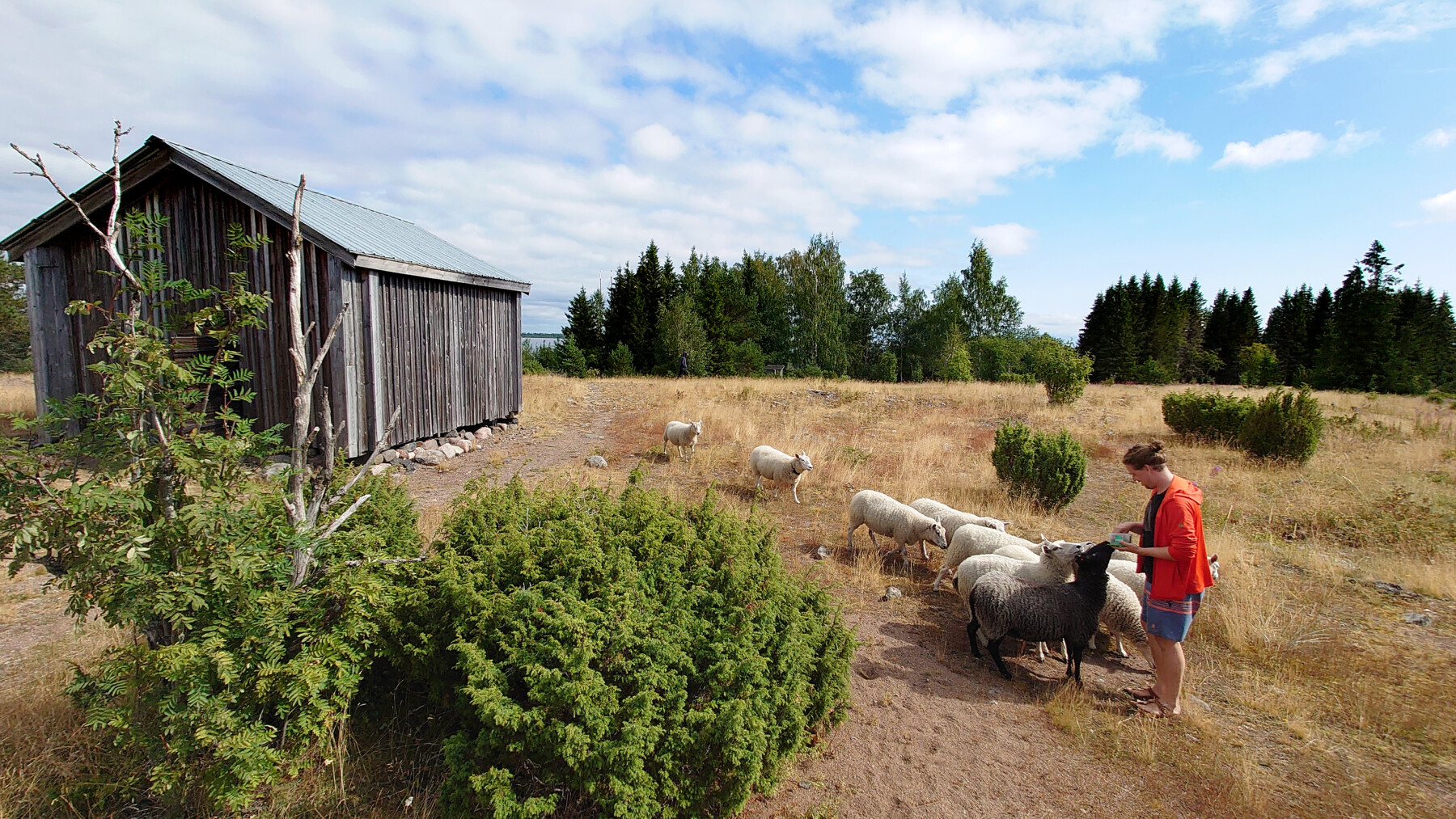 Une personne se tient debout près d’une cabane ancienne en bois dans un pré, entourée d’une bonne dizaine de moutons.